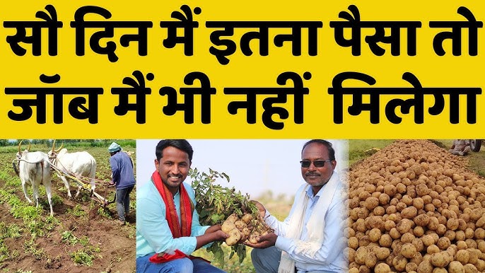 Aalu Ki Kheti Kaise Kare